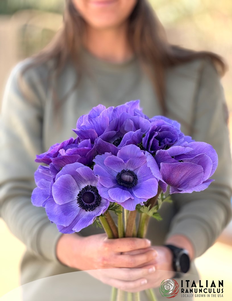 Mistral Blu - Mistral Anemone Photo #2