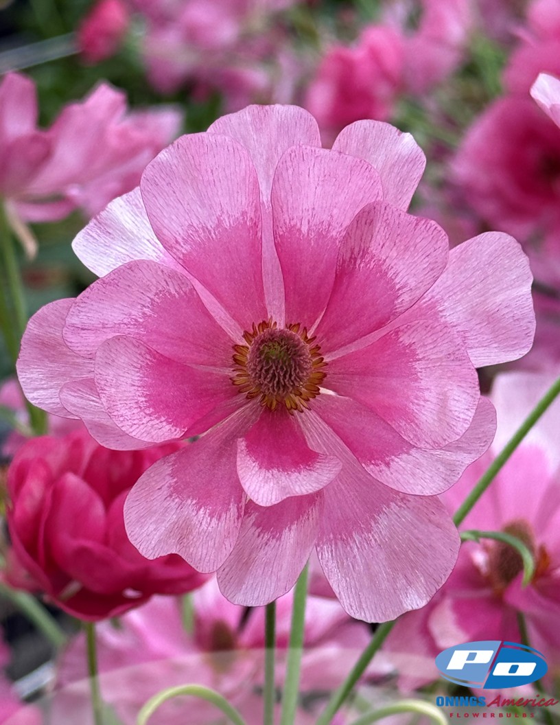 Natura Moderna Minuetto (1830 MDN) - Natura Moderna® Ranunculus Photo #2