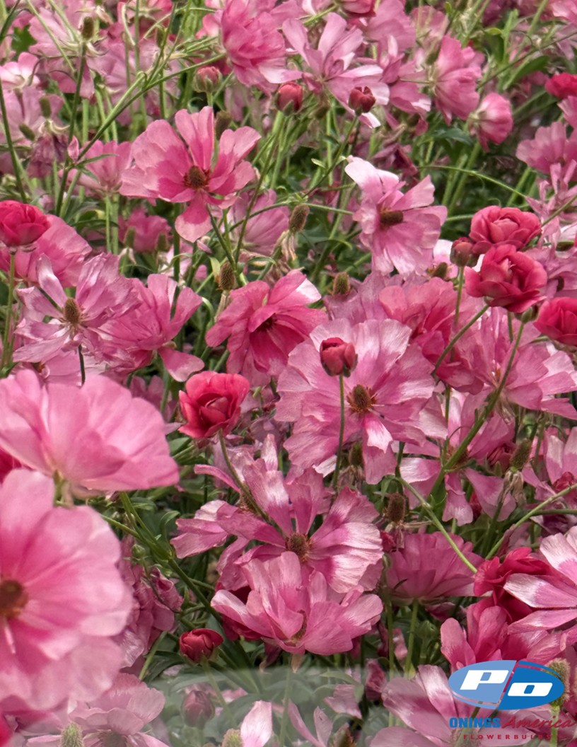 Natura Moderna Minuetto (1830 MDN) - Natura Moderna® Ranunculus Photo #2