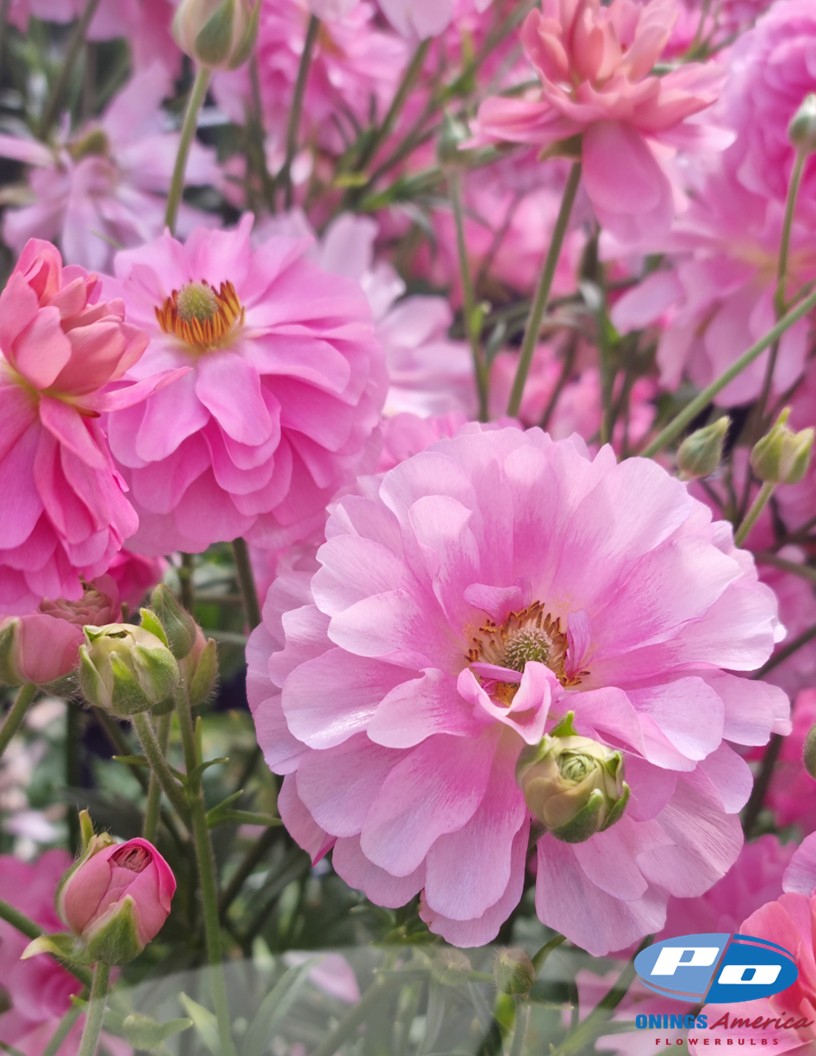 Natura Moderna 1857 (new) - Natura Moderna® Ranunculus