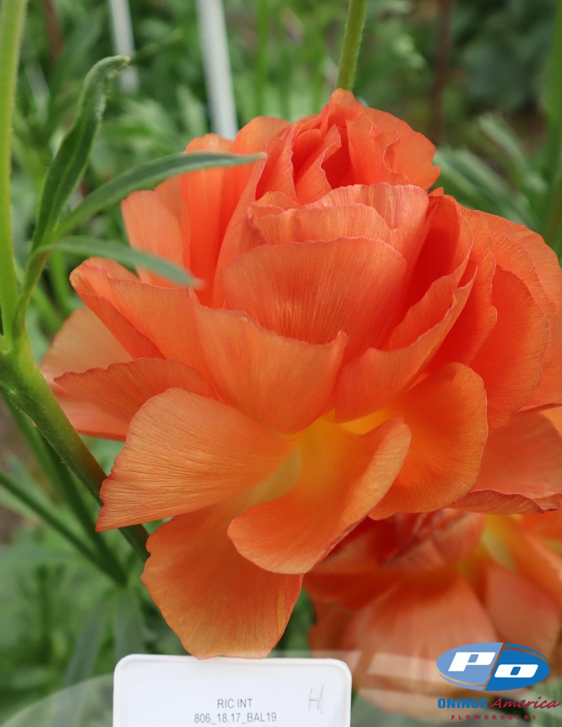 Natura Moderna 1858 (new) - Natura Moderna® Ranunculus