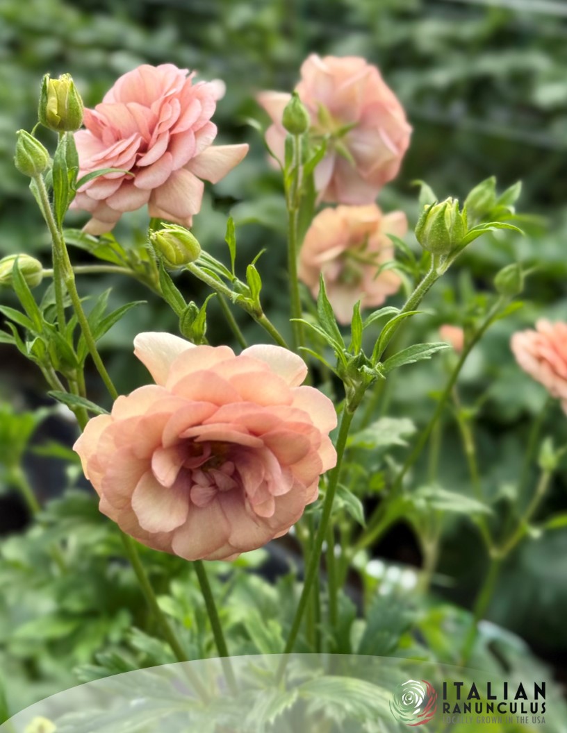 Natura Moderna 1879 (new) - Natura Moderna® Ranunculus Photo #2