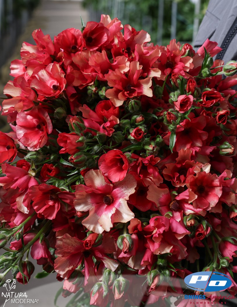 Natura Moderna Allegria (1842MDN) - Natura Moderna® Ranunculus Photo #2