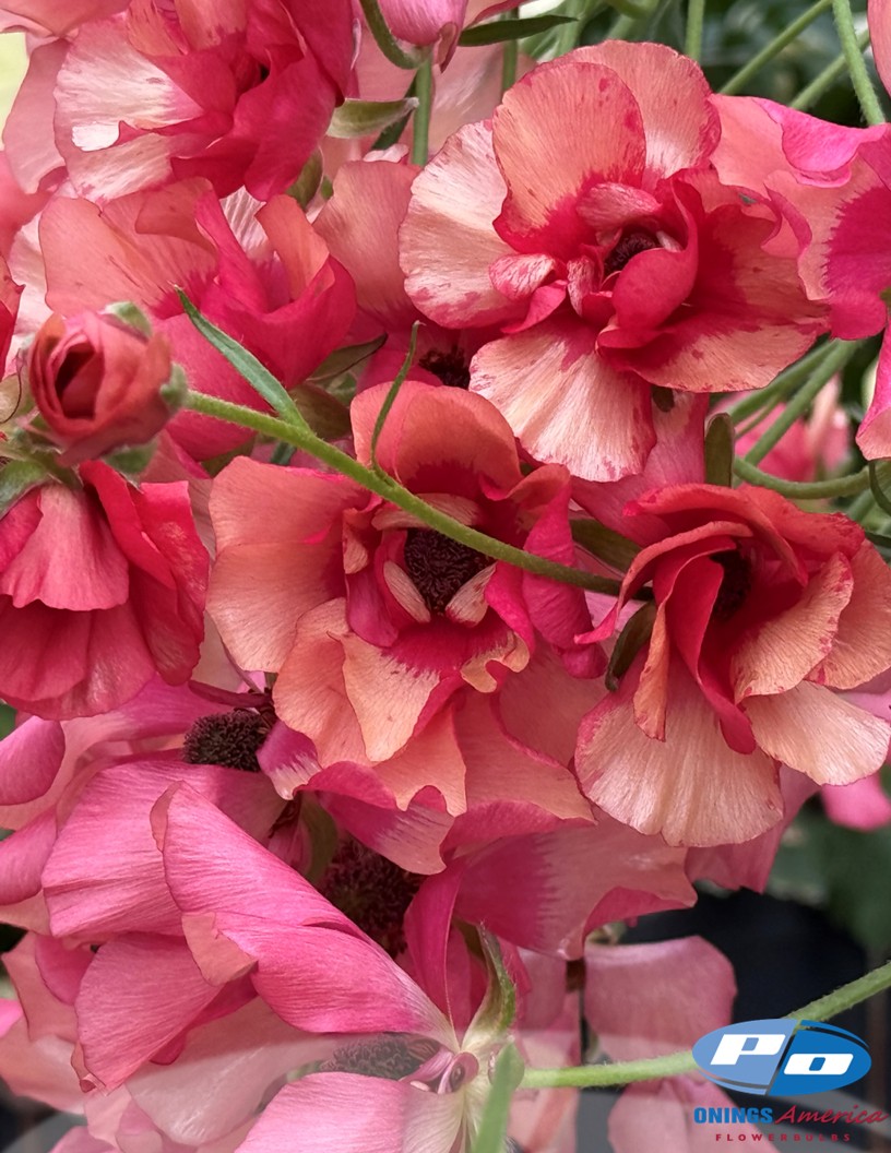 Natura Moderna Allegria (1842MDN) - Natura Moderna® Ranunculus Photo #2