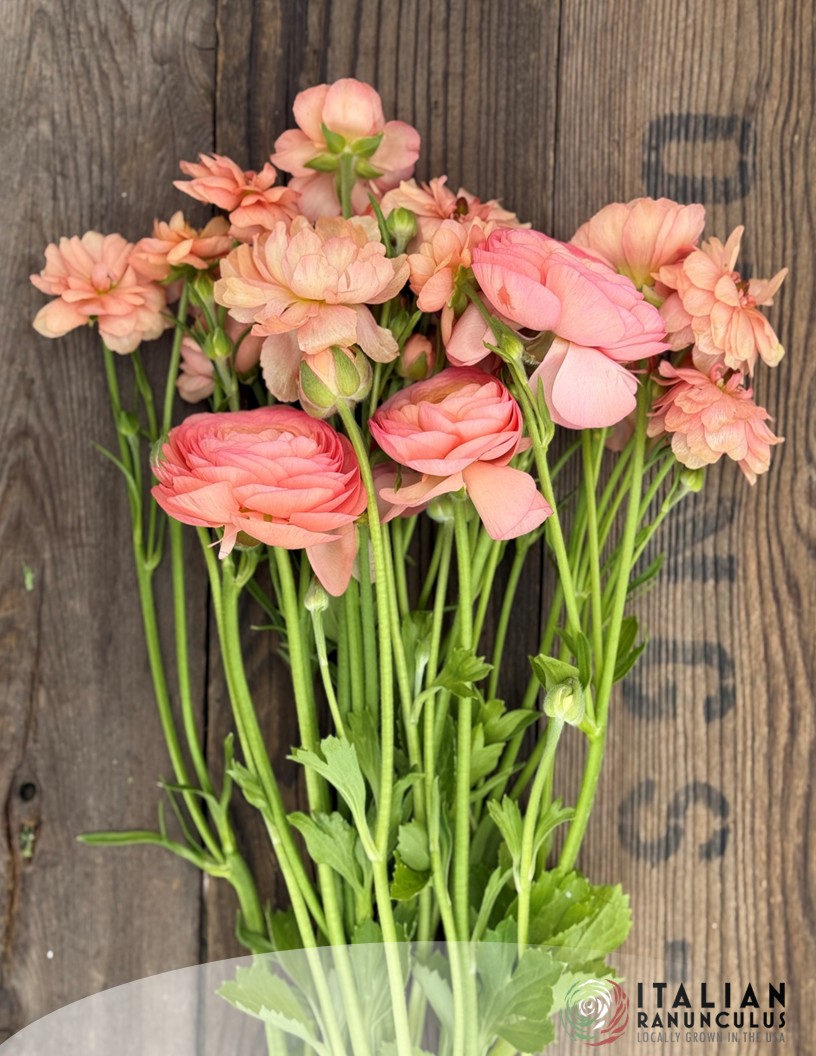 Natura Moderna Aurora (1827MDN) - Natura Moderna® Ranunculus Photo #2