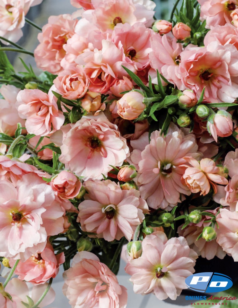 Natura Moderna Aurora (1827MDN) - Natura Moderna® Ranunculus Photo #2