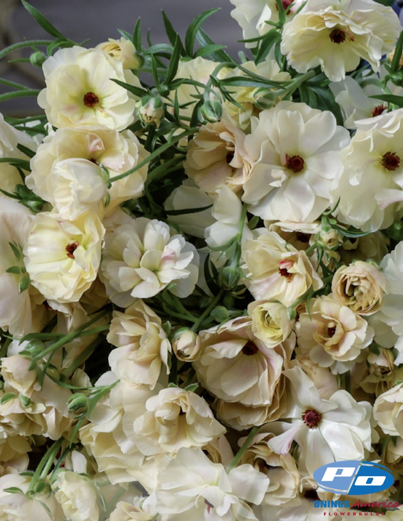 Moderna Capucchino - Natura Moderna® Ranunculus Photo #2