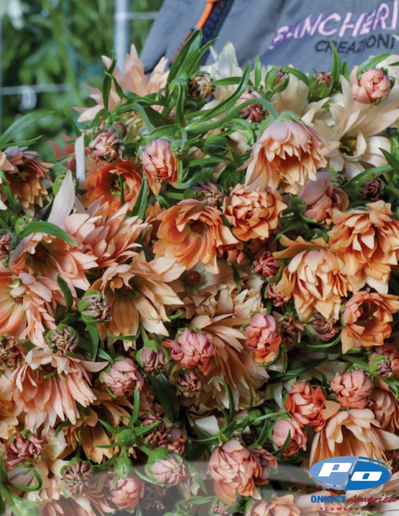 Natura Moderna Cosmo (807MDN) - Natura Moderna® Ranunculus Photo #2