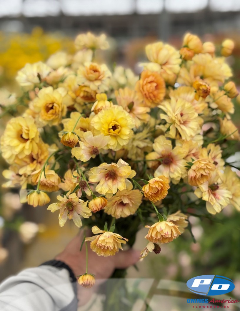 Natura Moderna Dune (1626 MDN) - Natura Moderna® Ranunculus Photo #2