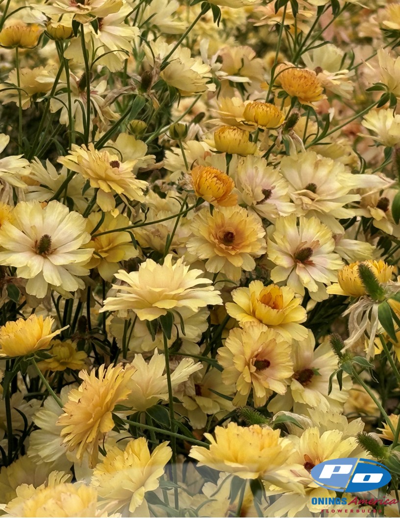 Natura Moderna Dune (1626 MDN) - Natura Moderna® Ranunculus Photo #2