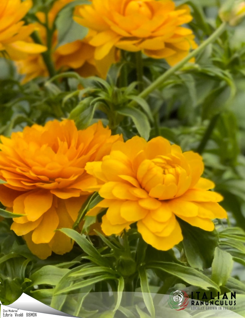 Natura Moderna Vivaldi (1814 MDN) - Natura Moderna® Ranunculus Photo #2