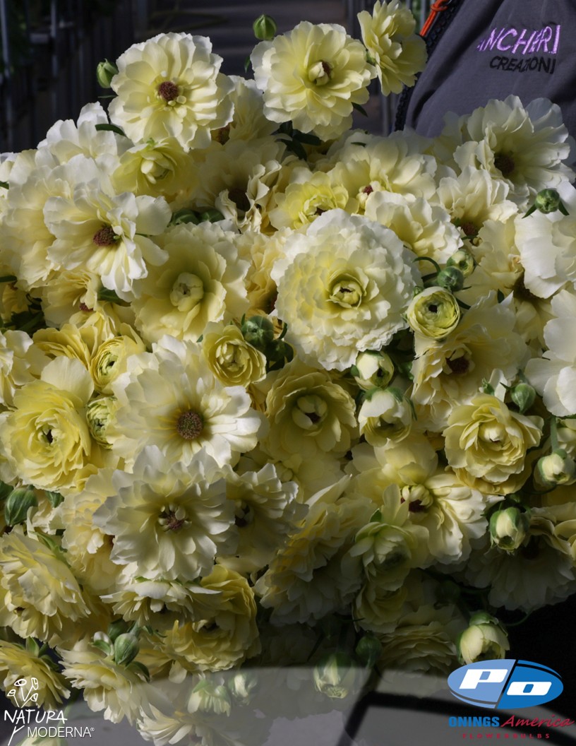 Natura Moderna Lime (1814 MDN) - Natura Moderna® Ranunculus