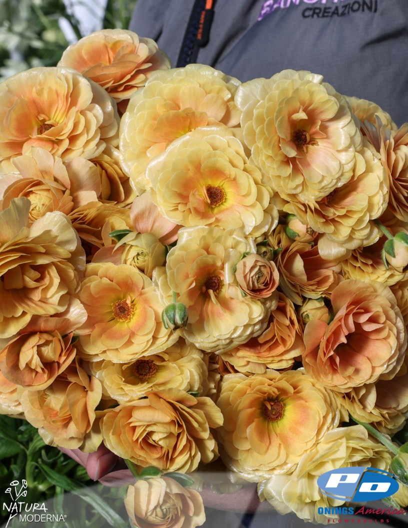 Natura Moderna Miele (814MDN) - Natura Moderna® Ranunculus Photo #2