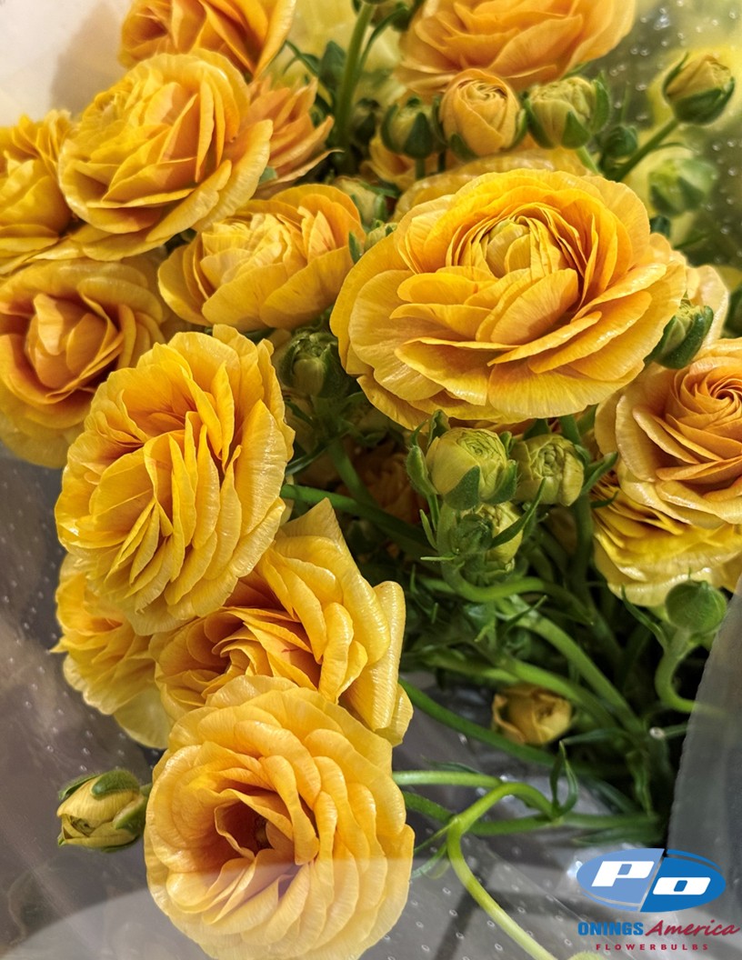 Natura Moderna Miele (814MDN) - Natura Moderna® Ranunculus Photo #2