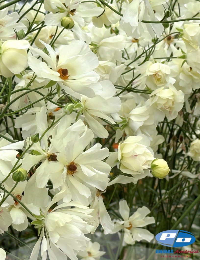 Natura Moderna Murano (812 MDN) - Natura Moderna® Ranunculus Photo #2