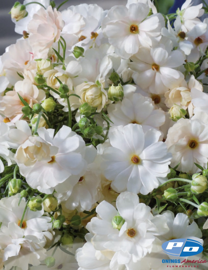 Natura Moderna  Nuvola (MDN1806) - Natura Moderna® Ranunculus Photo #1