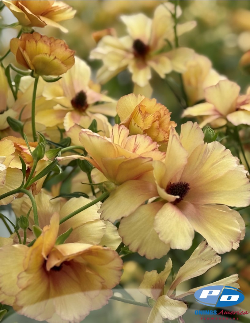 Natura Moderna Oriente (MDN 1870) - Natura Moderna® Ranunculus Photo #2