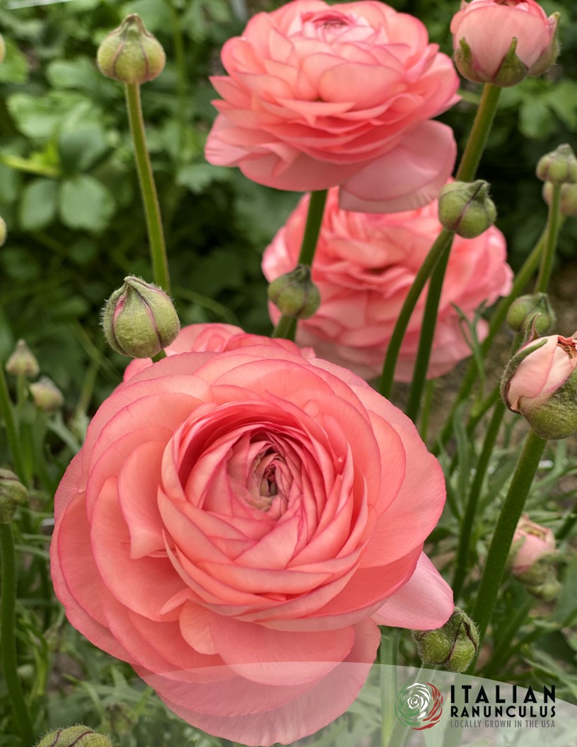 Cloni Success 798 PC - Cloni® Ranunculus