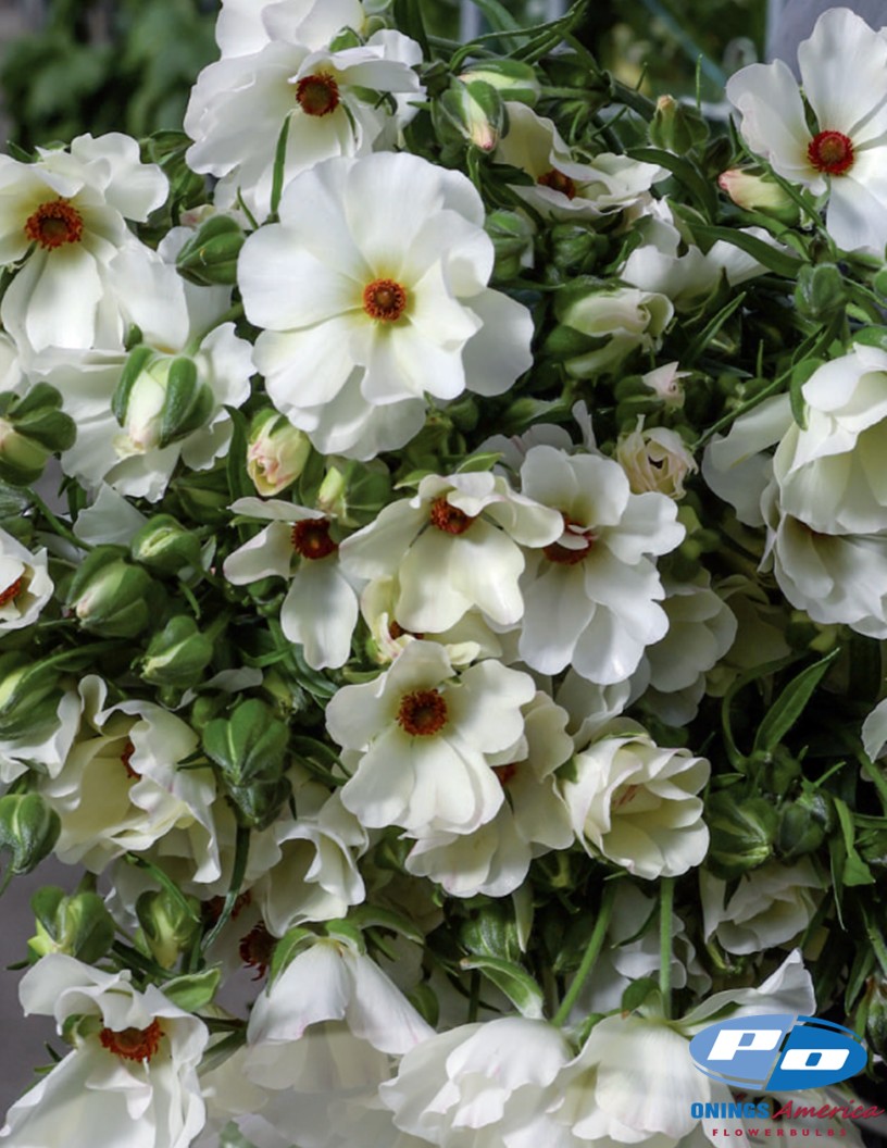 Natura Moderna Prisma (831 MDN) - Natura Moderna® Ranunculus