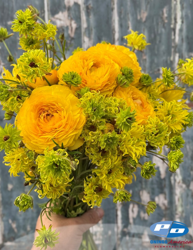 Natura Moderna Sunny (801 MDN) - Natura Moderna® Ranunculus Photo #2