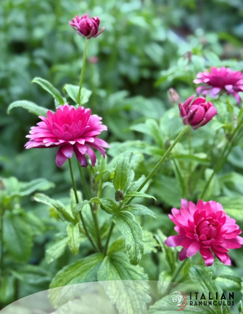 Natura Moderna Vega (822 MDN) - Natura Moderna® Ranunculus