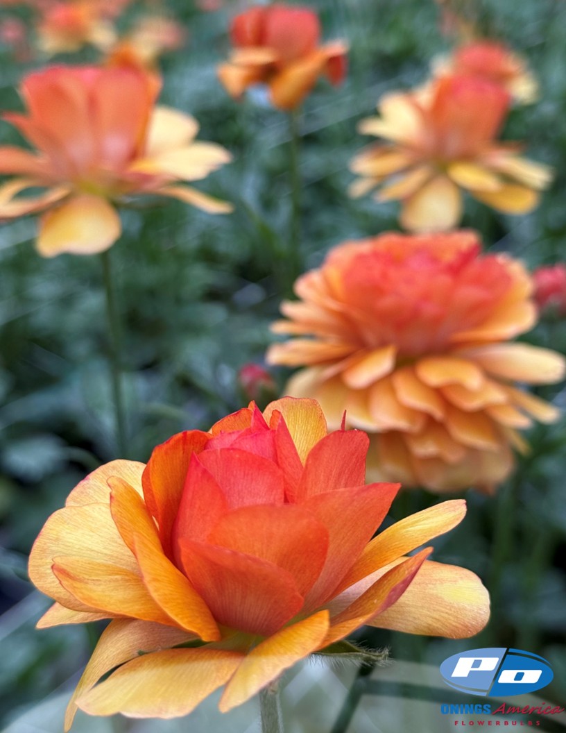 Natura Moderna Vesuvio (MDN 829) - Natura Moderna® Ranunculus Photo #2