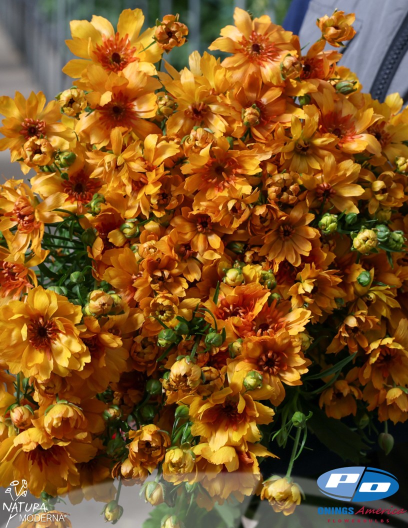 Natura Moderna Vivaldi (1814 MDN) - Natura Moderna® Ranunculus Photo #1