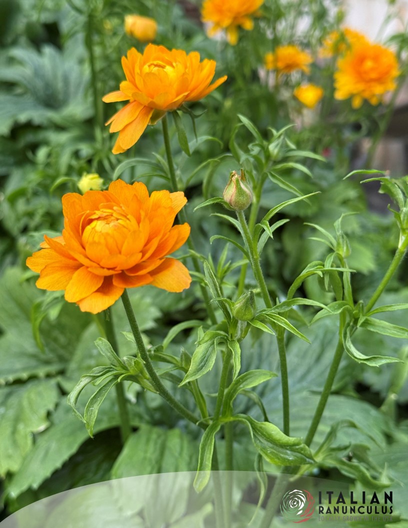 Natura Moderna Vivaldi (1814 MDN) - Natura Moderna® Ranunculus Photo #2