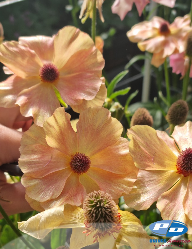 Natura Moderna 1854 (new) - Natura Moderna® Ranunculus