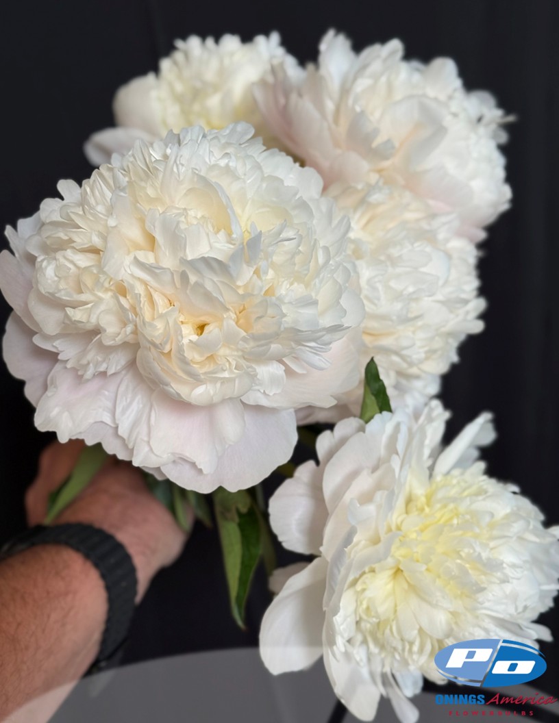 Moon over Barrington - Peonies Photo #2