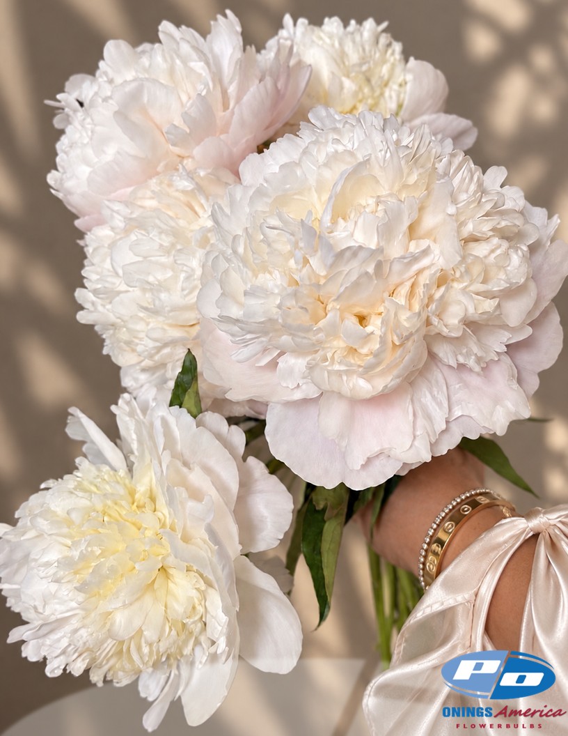 Moon over Barrington - Peonies Photo #1