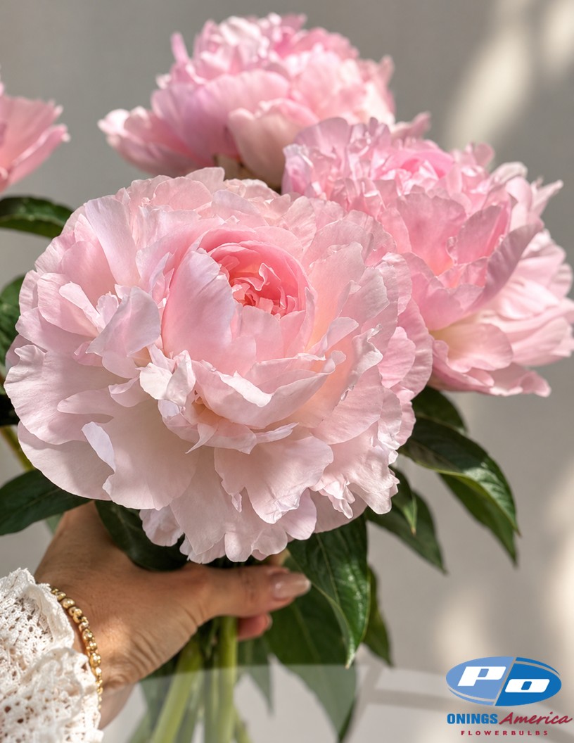 Nancy Nora (Groot&Groot Selection) - Peonies Photo #1