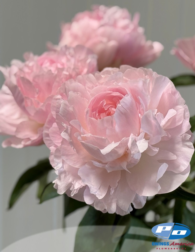 Nancy Nora (Groot&Groot Selection) - Peonies Photo #2