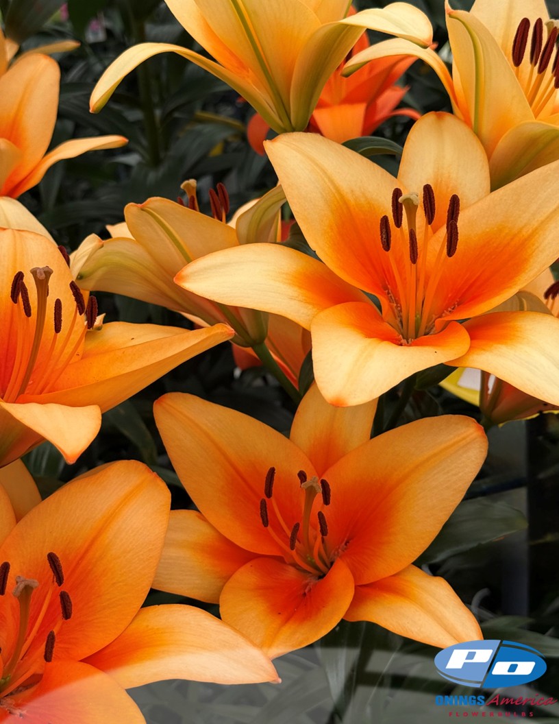 Napster - OxT Hybrid Lilies