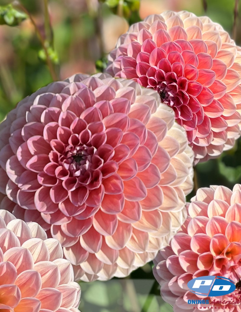 Nathalie G - Dahlia Photo #2