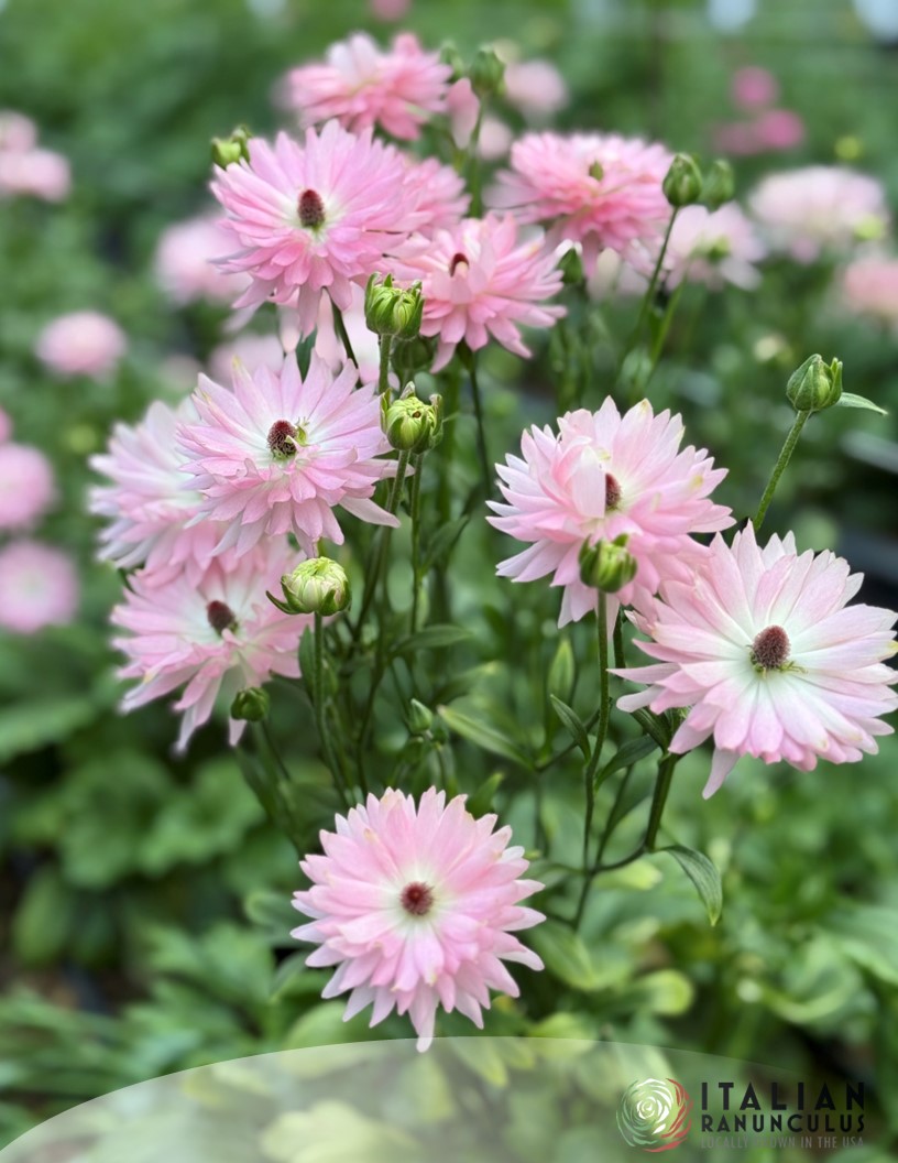 Natura Moderna Venus (804 mnd) - Natura Moderna® Ranunculus Photo #2