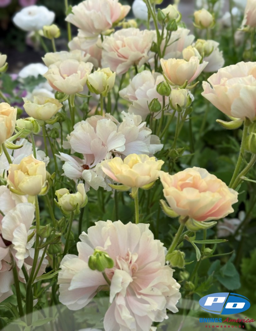 Natura Moderna 1867 (new) - Natura Moderna® Ranunculus Photo #2