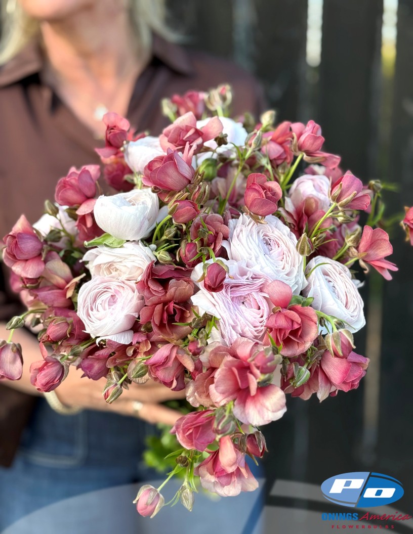 Cloni Success Nebbia 781pc - Cloni® Ranunculus Photo #2