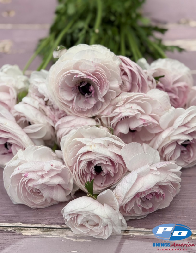 Cloni Success Nebbia 781pc - Cloni® Ranunculus Photo #2
