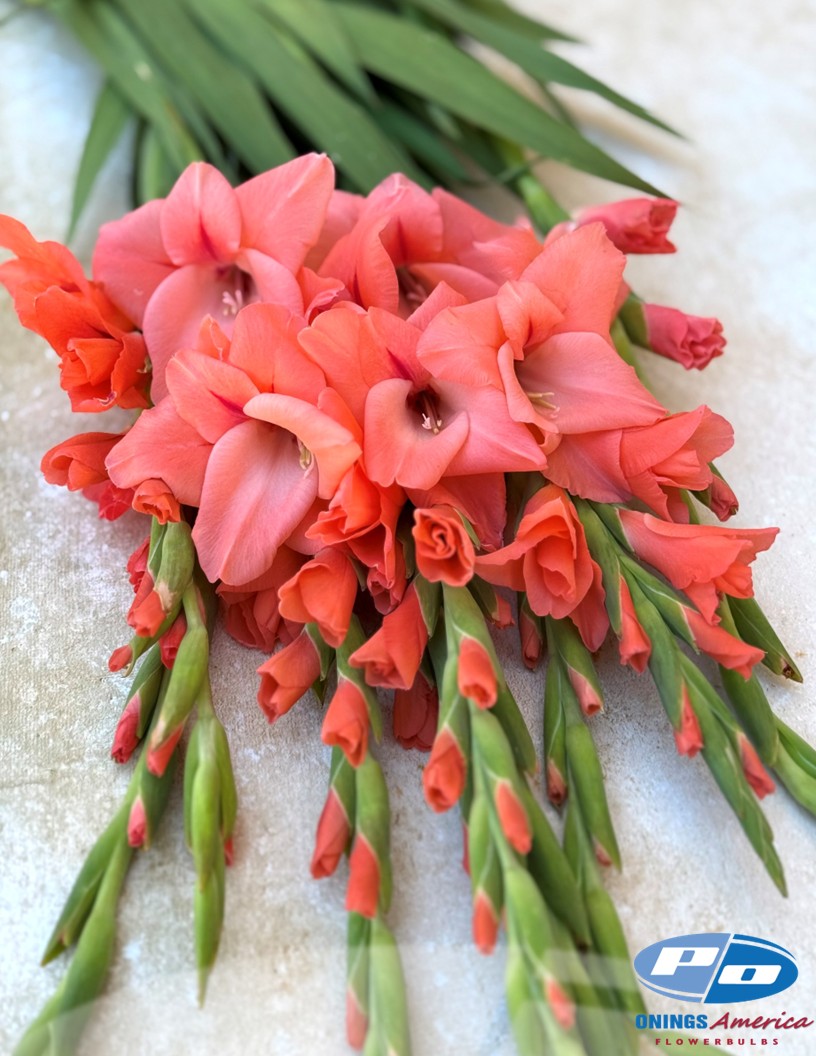 New Release - Gladiolus Photo #2