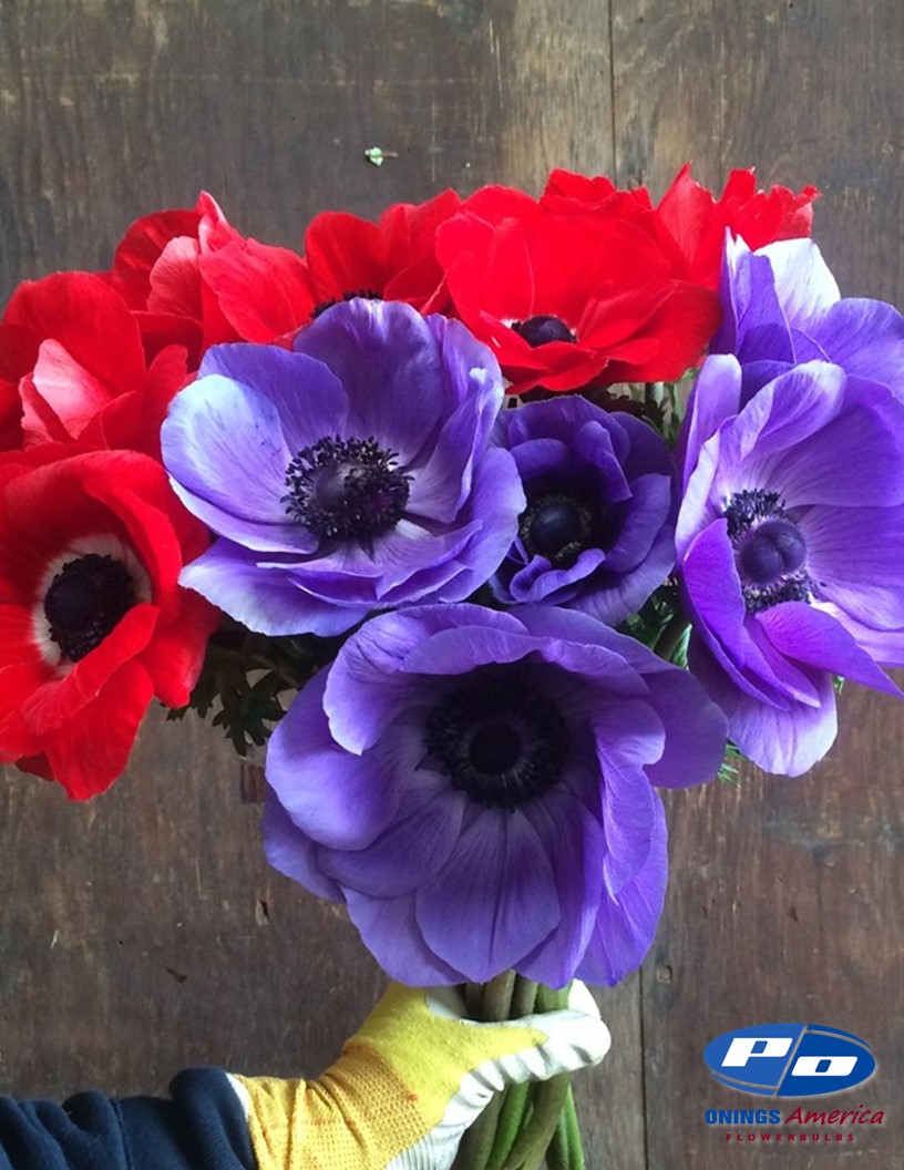 Mistral Blu - Mistral Anemone Photo #2