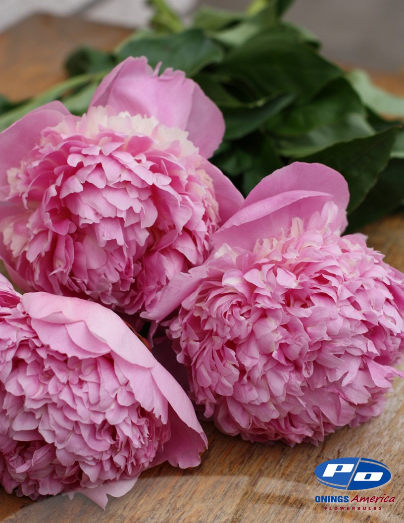 Angel Cheeks - Peonies Photo #2