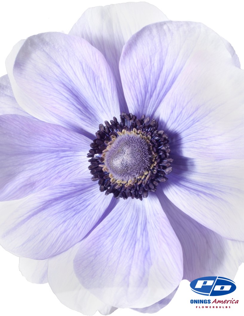Mistral Azzurro - Mistral Anemone Photo #2