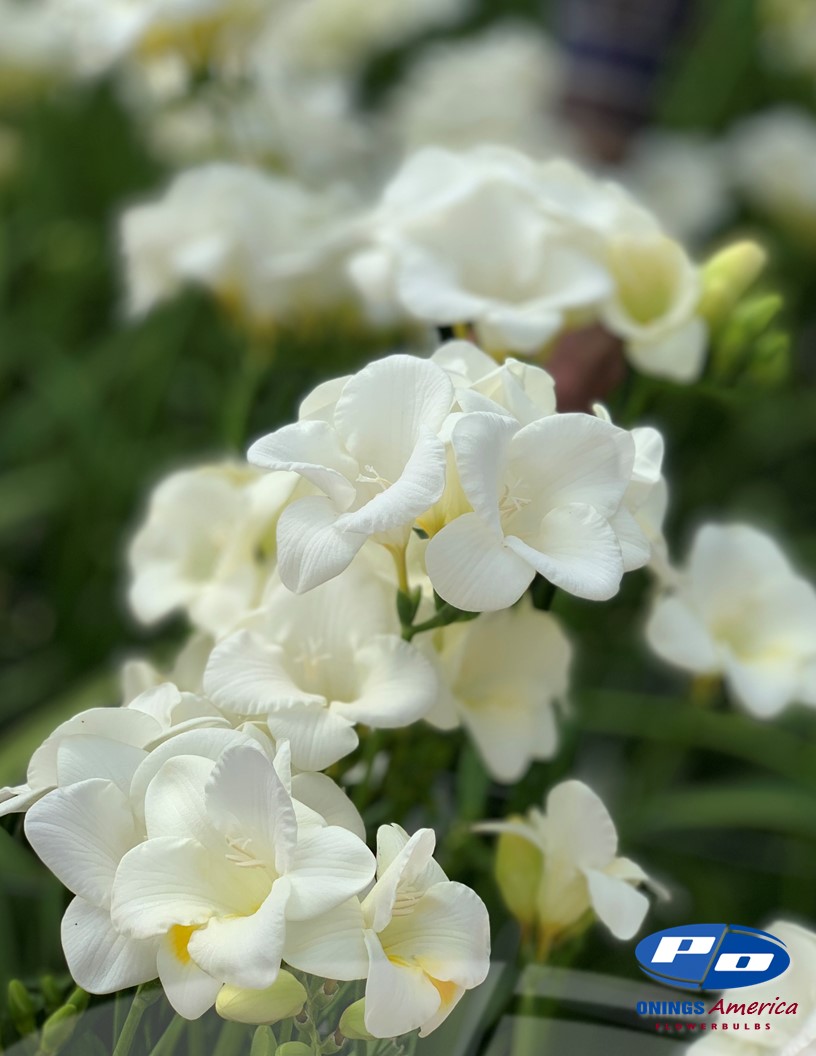 Corvette - Freesia Photo #1