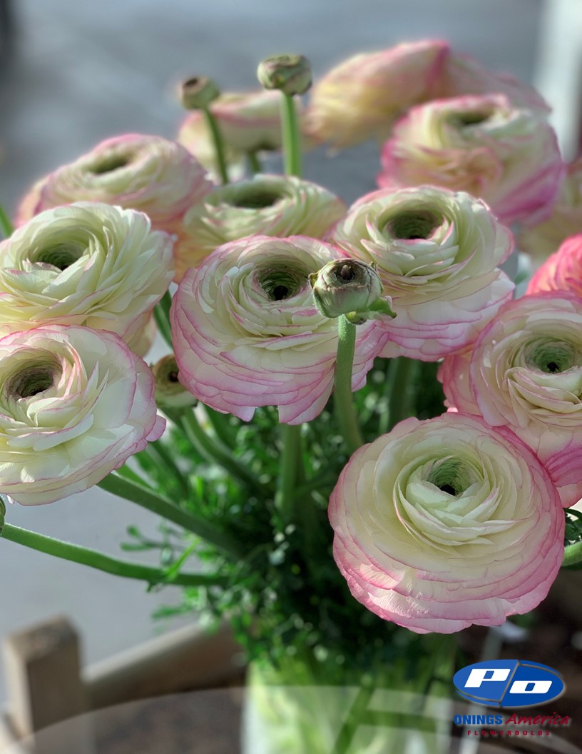 Cloni Success Felicidade - Cloni® Ranunculus Photo #2