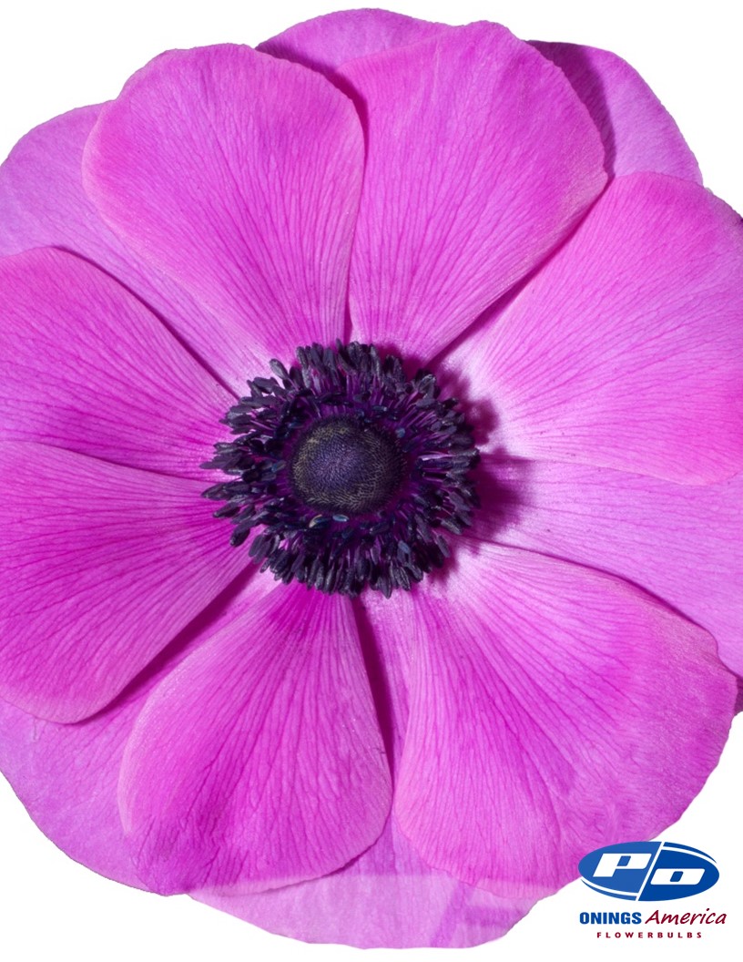 Mistral Fucsia - Mistral Anemone Photo #2
