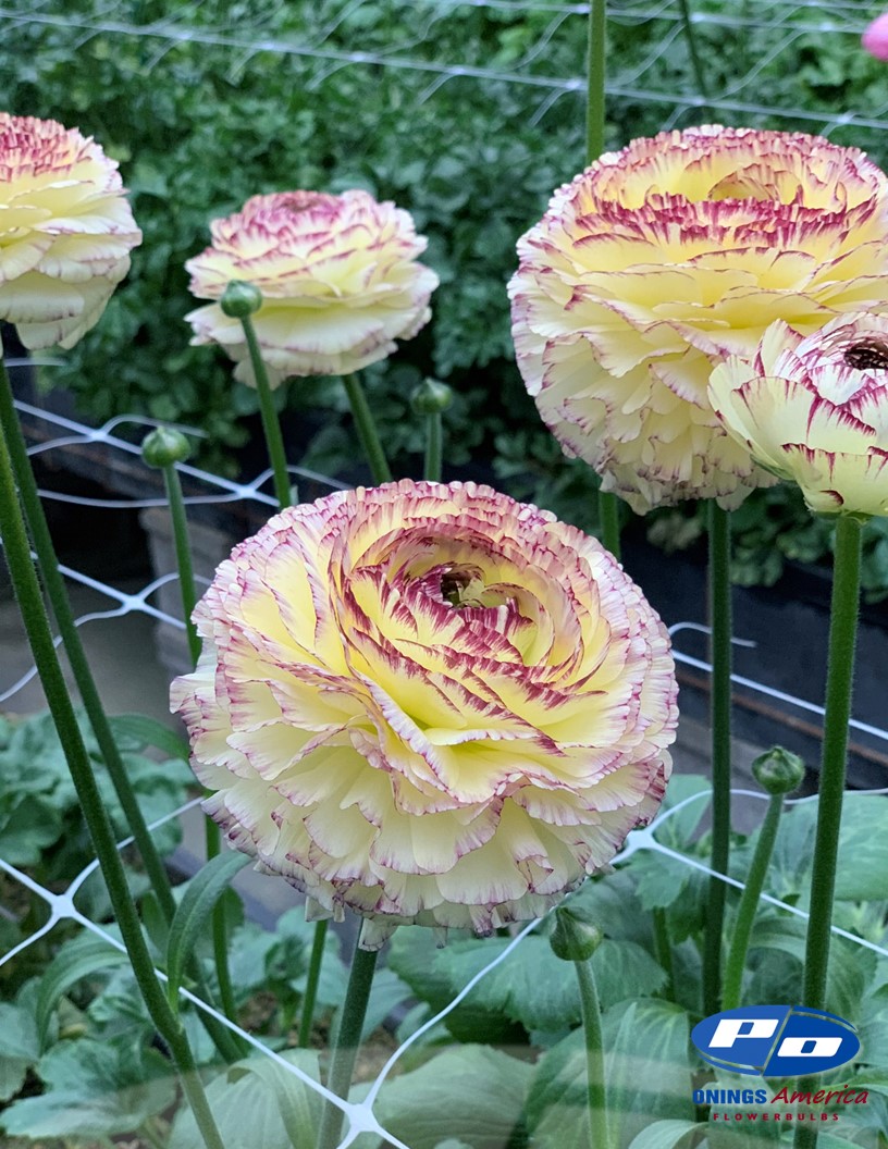 Elegance Giallo Striato - Elegance® Ranunculus Photo #2