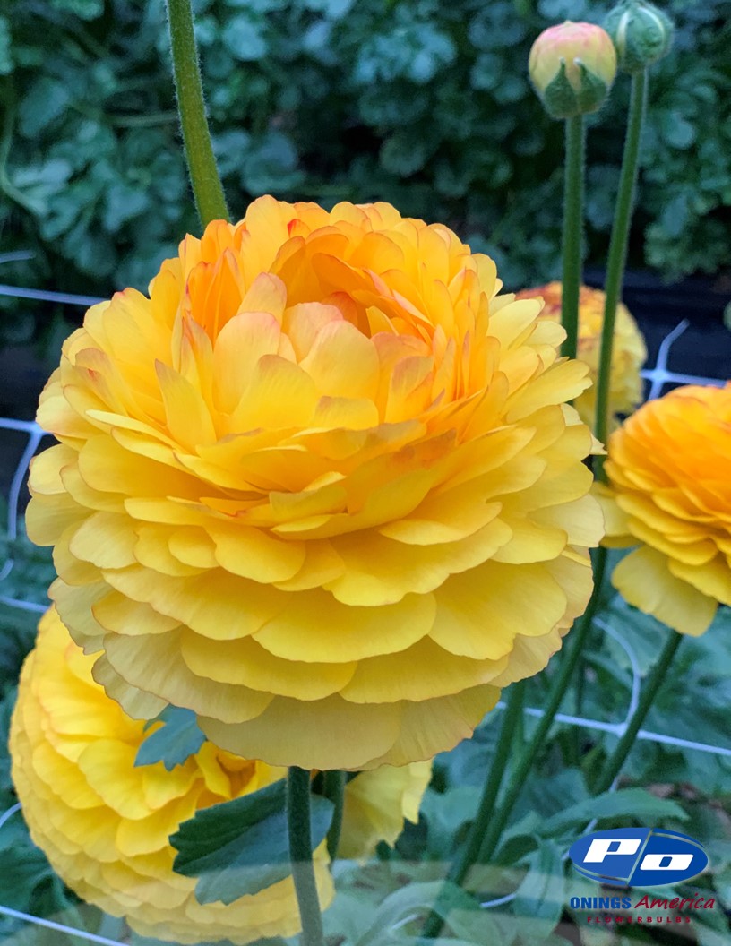 Elegance Giallo Striato - Elegance® Ranunculus Photo #2