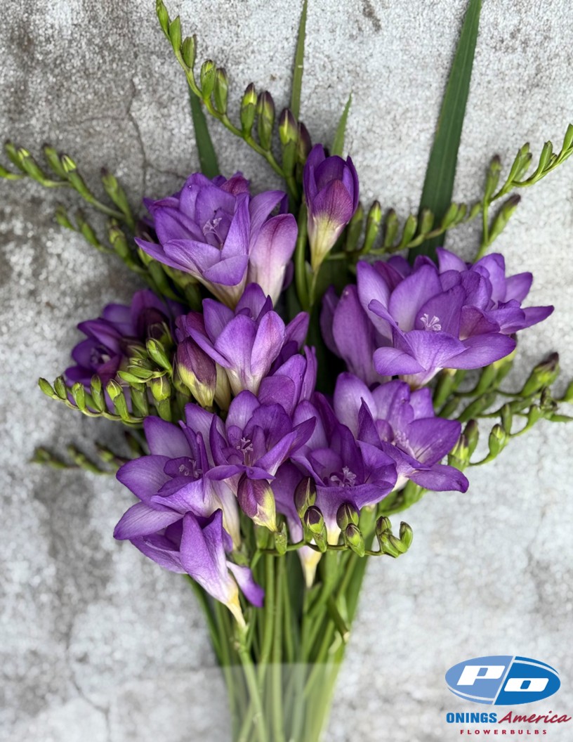 Biscaya - Freesia Photo #2