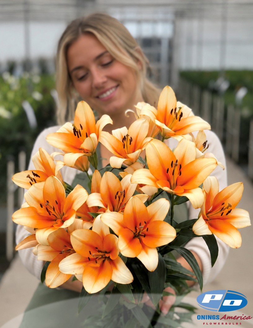 Orange Emperor - OxT Hybrid Lilies Photo #1